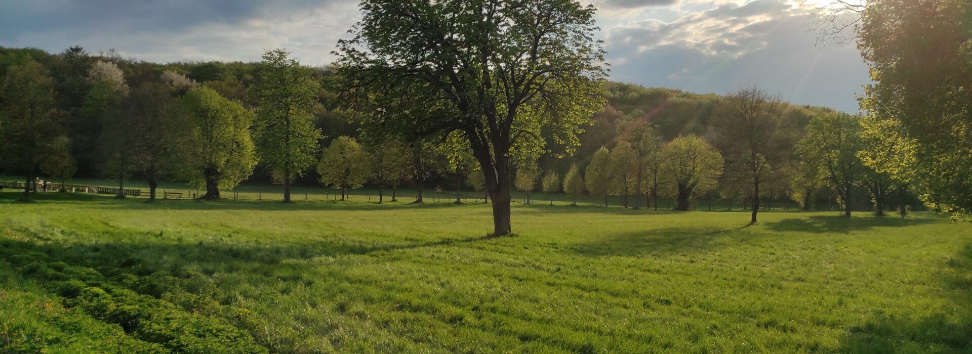Baum auf freiem Feld in der Wüste Mannersdorf mit Wald-Umgebung